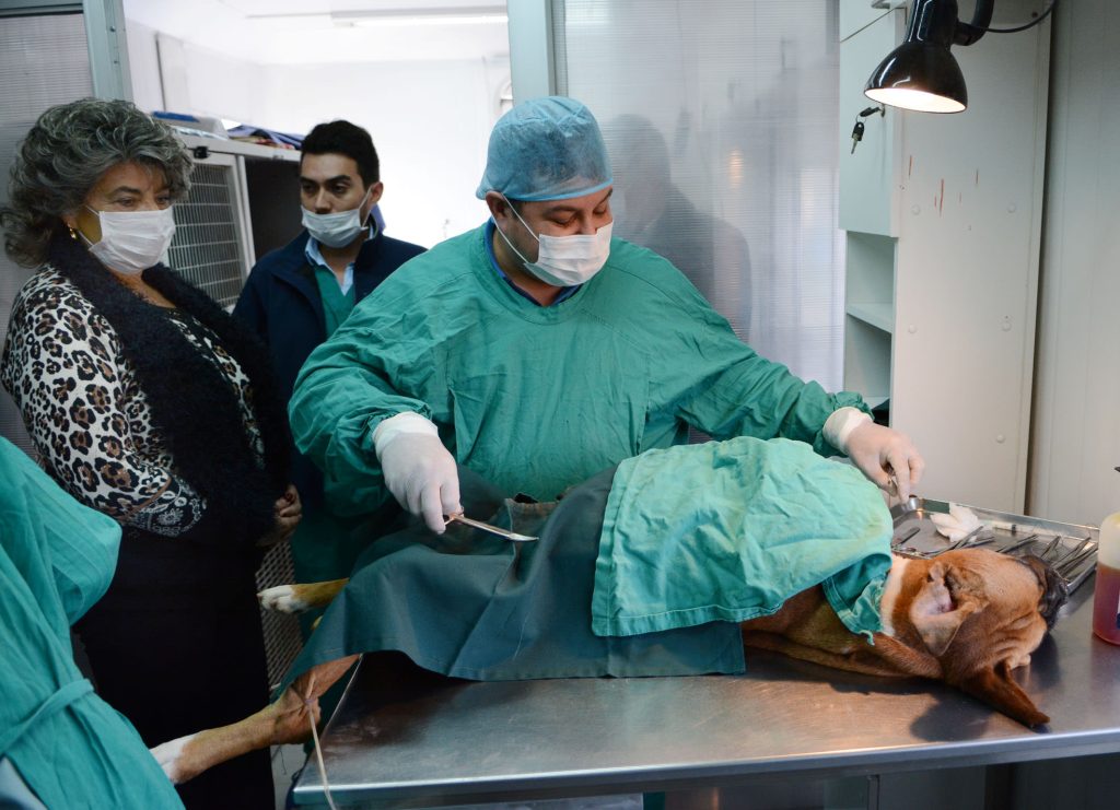 Imagen principal: Municipalidad de Viña del Mar inició proceso de licitación para esterilizar otras 3 mil mascotas