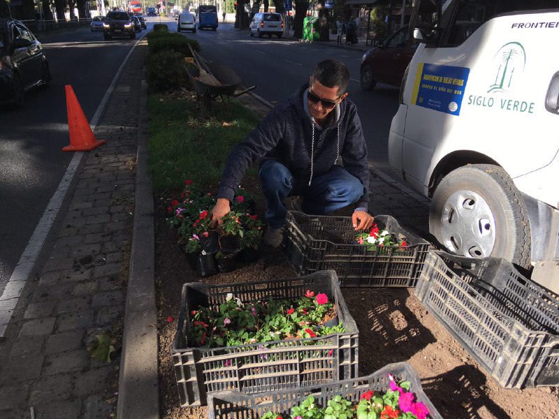 Municipio de Viña del Mar ornamenta principales calles de la comuna con nuevas especies florales