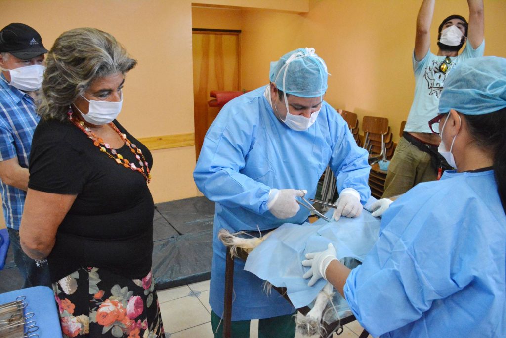 Imagen principal: Municipio de Viña del Mar ha implantado 6 mil microchip a mascotas