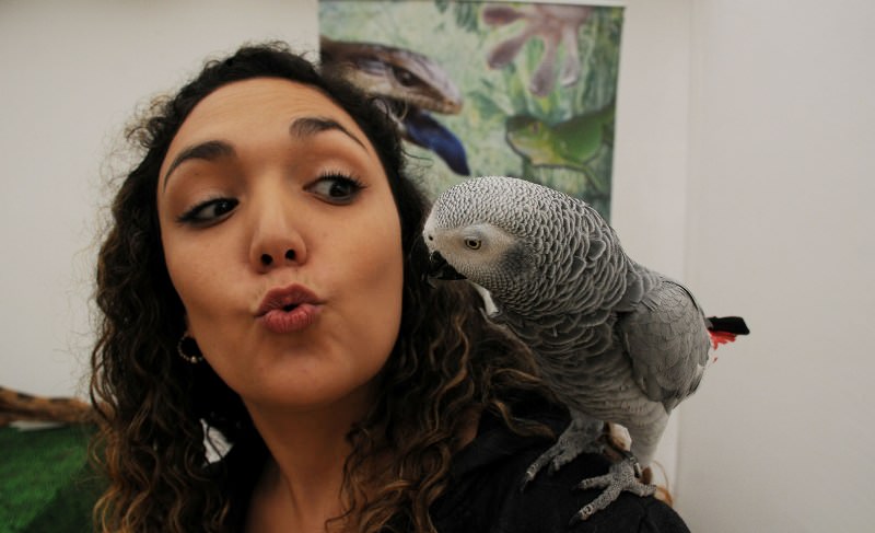 Desde implantación de microchips hasta exhibición de animales exóticos, ofrece “Expo Animales Viña 2019”