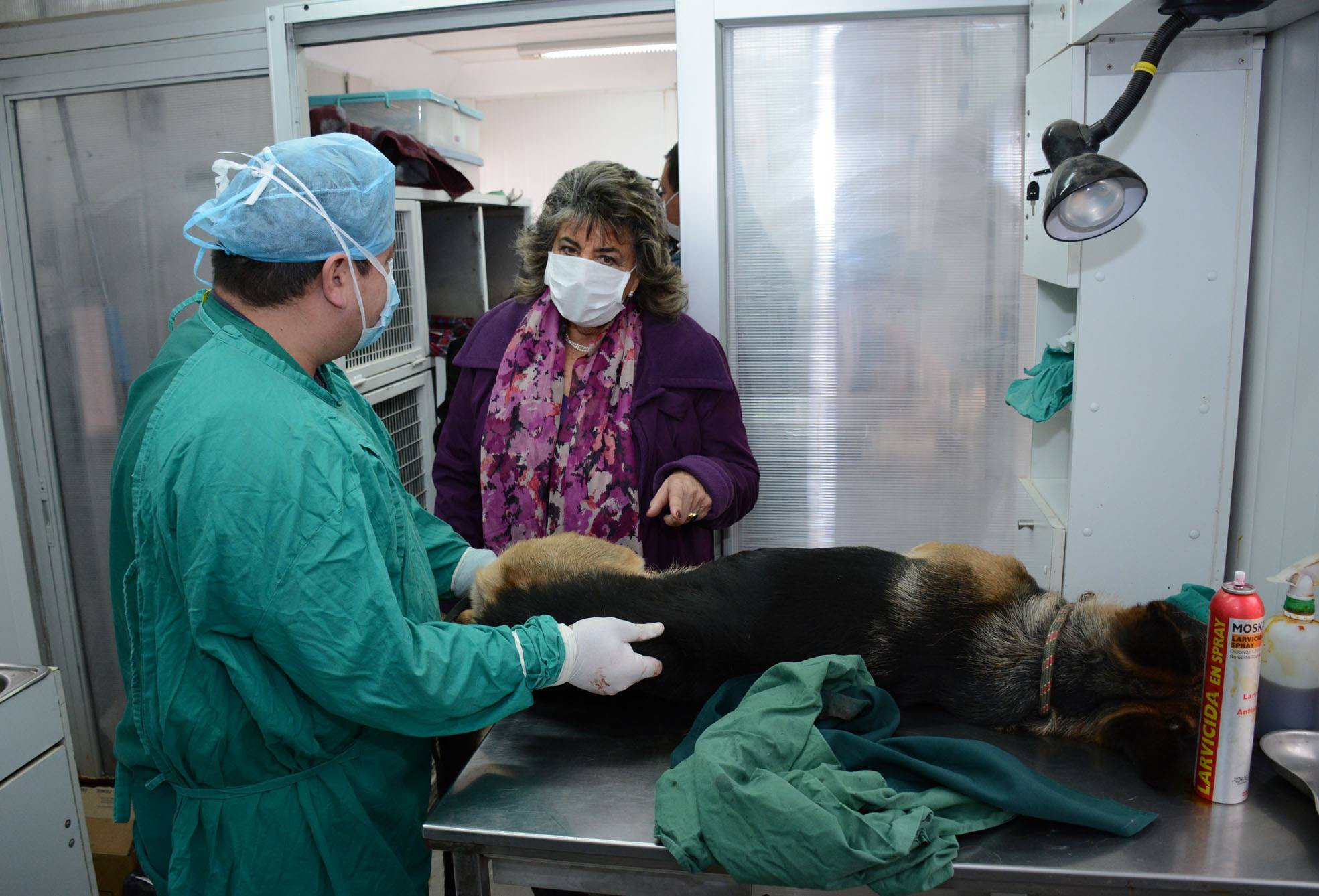 Municipio de Viña del Mar iniciará nuevo proceso de esterilización para 5 mil mascotas