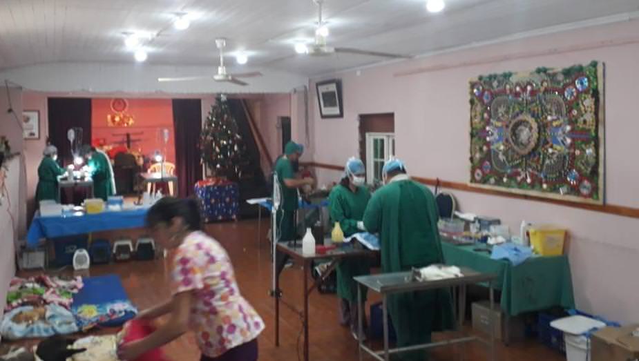 Cerca de mil mascotas han sido esterilizadas al inicio de este año en Viña del Mar