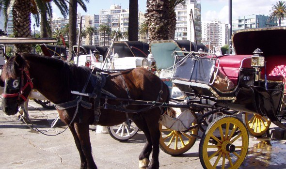 Concejo municipal de Viña del Mar aprueba derogación de Ordenanza para el transporte de pasajeros en coches victorias