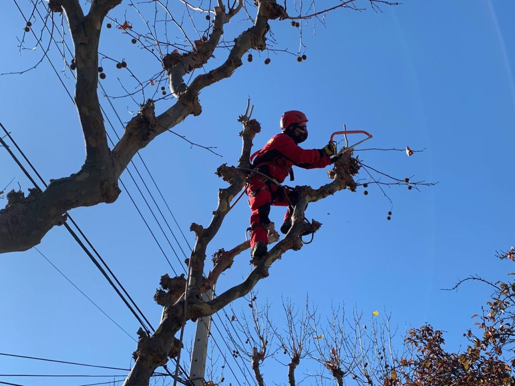 Imagen principal: Programa de podas en Viña del Mar permitirá reducir material particulado y reducir riesgo de alergias