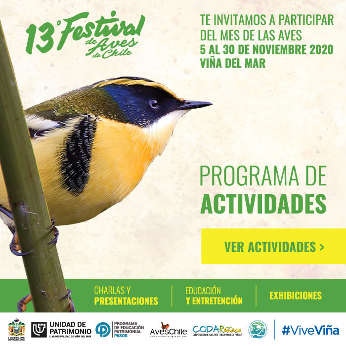 Municipalidad de Viña del Mar invita a vivir un Festival de Aves con actividades online en noviembre y a conocer importancia de los humedales