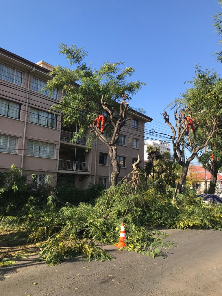 Municipio de Viña del Mar ejecuta programa de podas 2021 en la comuna