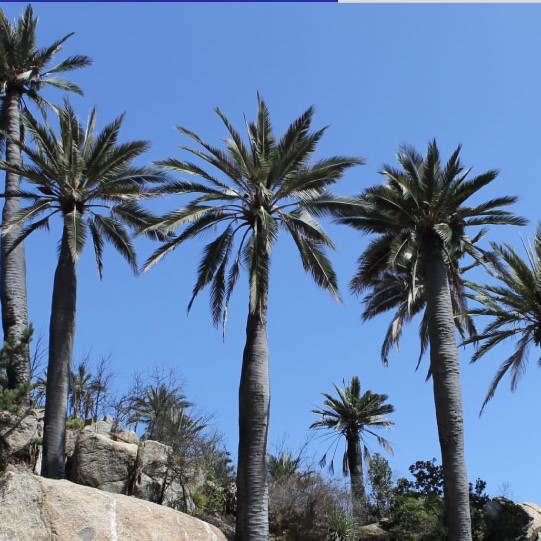 Charla online ofrecerá un completo análisis y panorama de la Palma Chilena