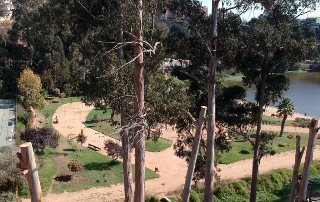 Imagen principal: Municipio de Viña instalará luminarias de  última tecnología en tranque Forestal