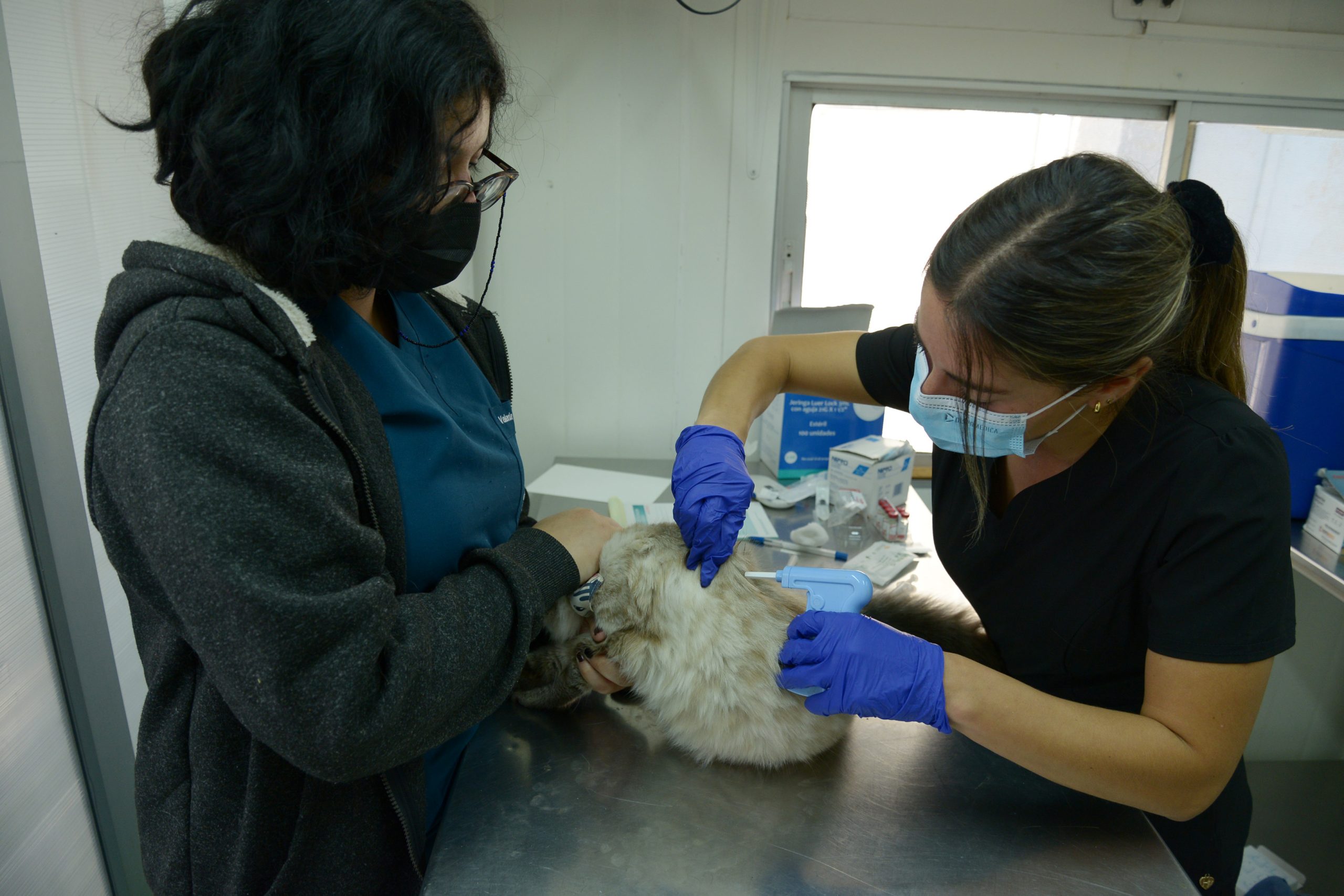 operativo microship 1