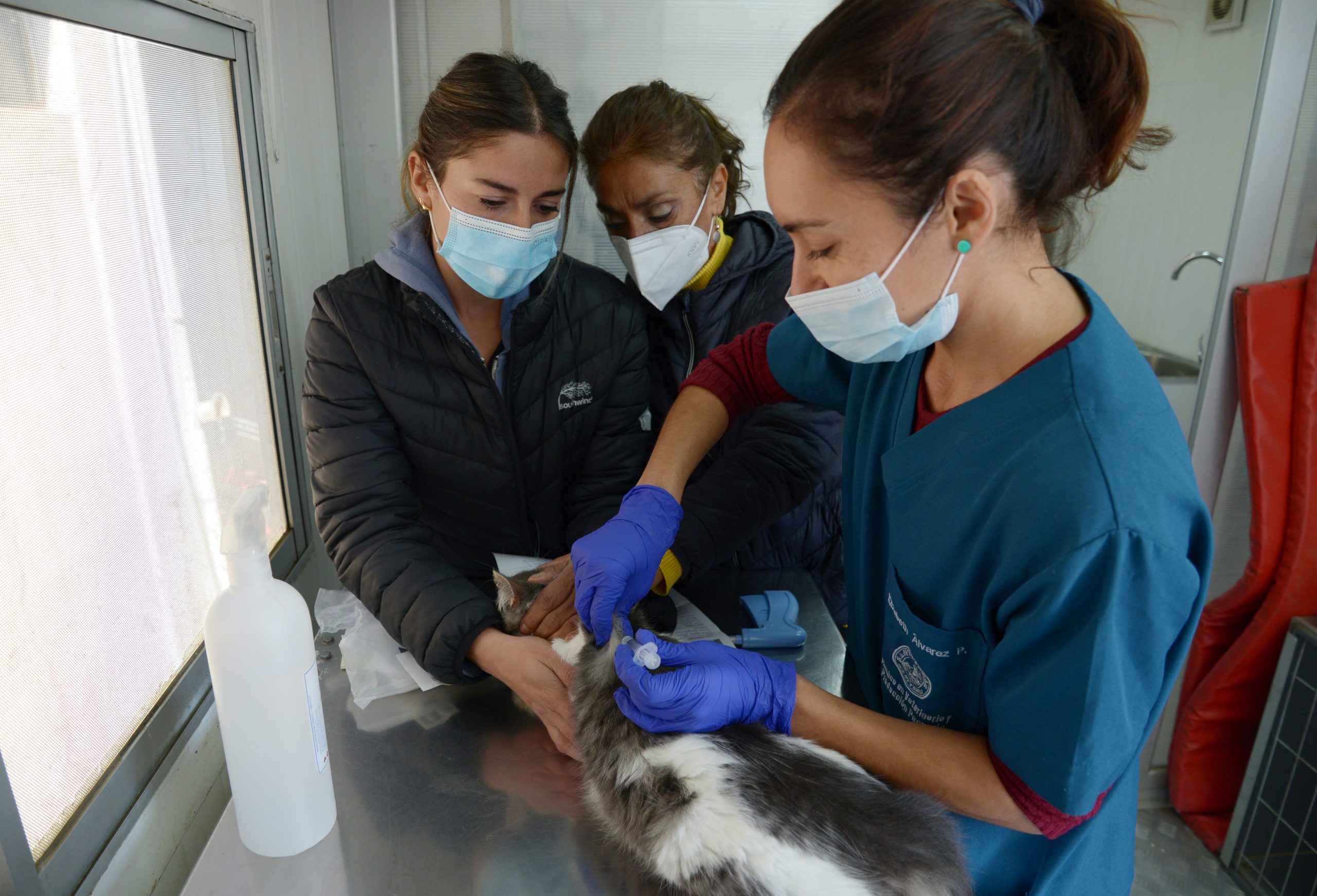 Tenencia responsable de mascotas: Municipio de Viña del Mar desarrolla operativos para implantación de microchip