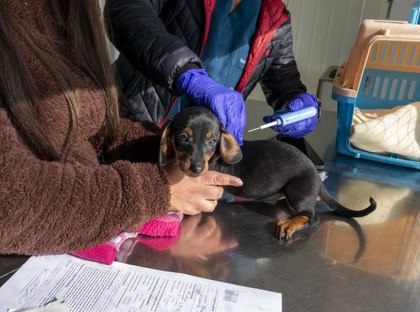Viña del Mar contará con el primer centro veterinario municipal de atención primaria