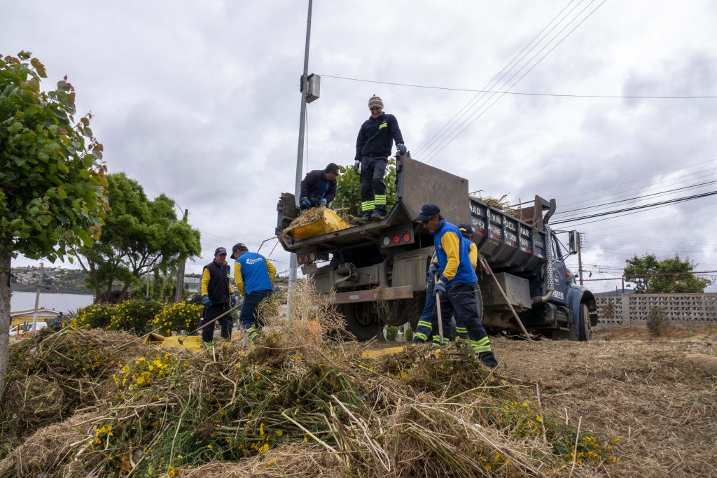 Imagen principal: Municipio de Viña del Mar avanza en programa de prevención de incendios  forestales con desmalezamiento y mantención de cortafuegos