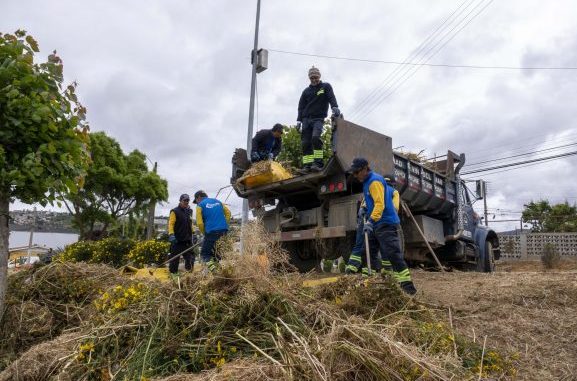 Municipio de Viña del Mar avanza en programa de prevención de incendios  forestales con desmalezamiento y mantención de cortafuegos