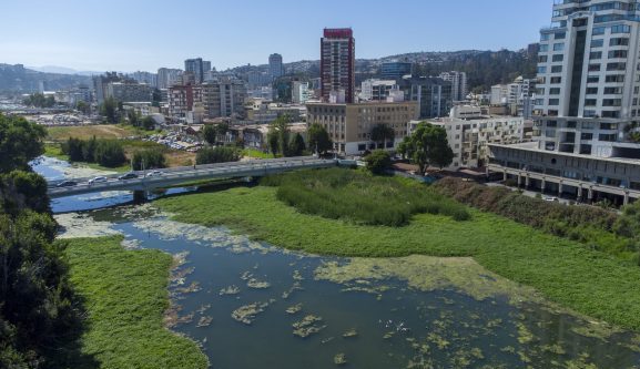 Estero de Viña del Mar: Municipio impulsa proceso de fitorremediación y recuperación de humedal