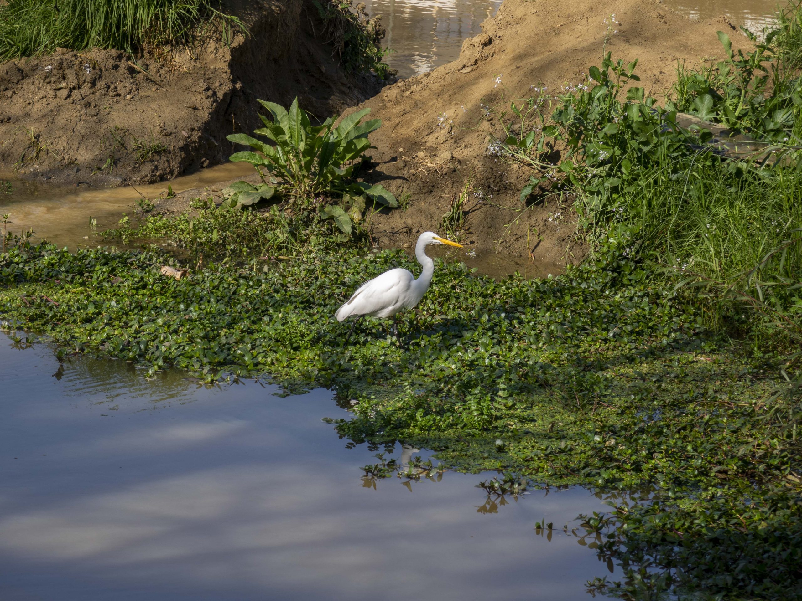 Estero Marga Marga 3
