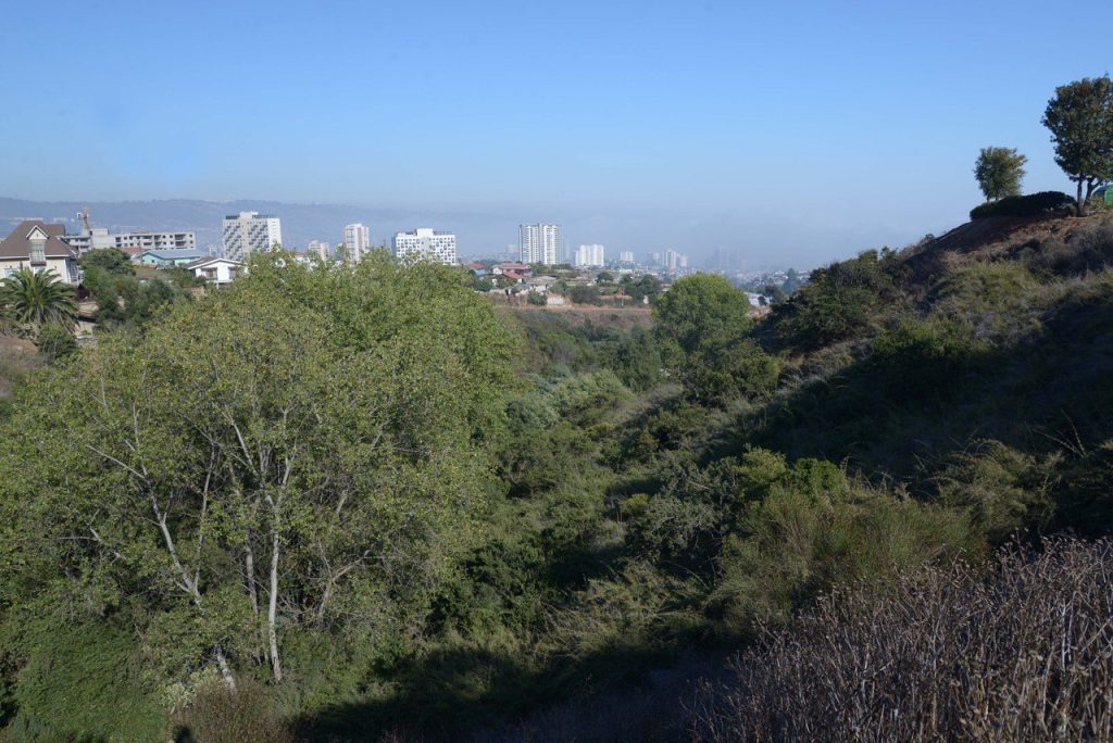 Imagen principal: Declaran admisible solicitud hecha por Municipio de Viña junto a la comunidad para declarar Borinquen humedal urbano