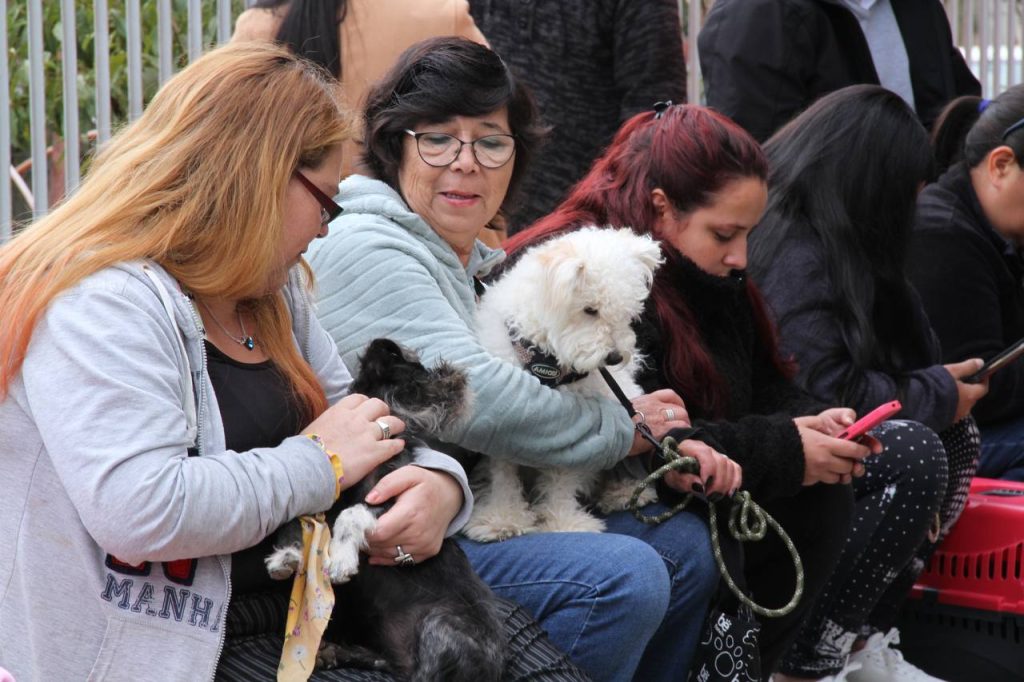 Imagen principal: Municipio de Viña del Mar realizará más de 4 mil esterilizaciones gratuitas de mascotas para potenciar tenencia responsable