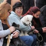 Municipio de Viña del Mar realizará más de 4 mil esterilizaciones gratuitas de mascotas para potenciar tenencia responsable