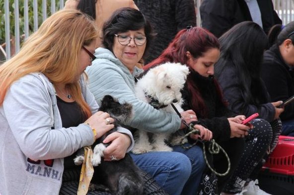 Municipio de Viña del Mar realizará más de 4 mil esterilizaciones gratuitas de mascotas para potenciar tenencia responsable