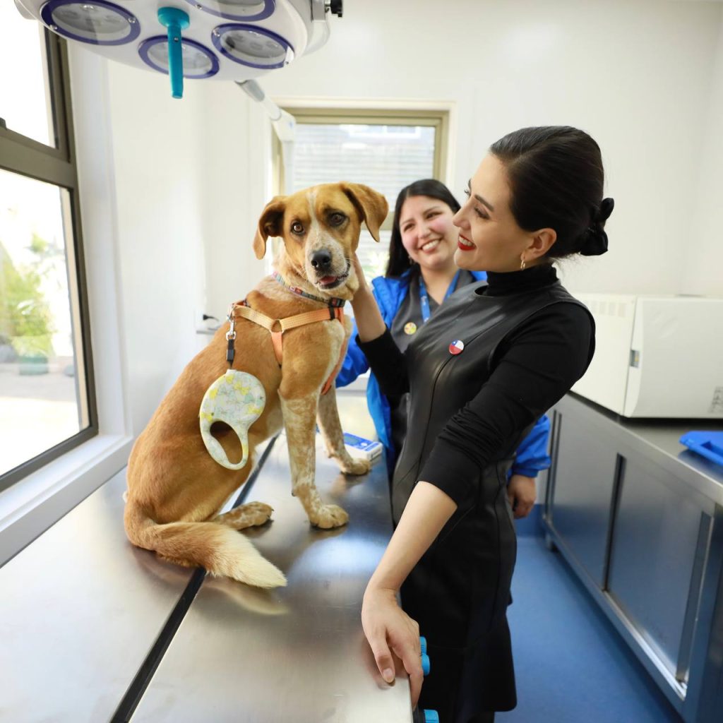 Imagen principal: Inauguran el primer Centro veterinario municipal de Viña del Mar con atención primaria gratuita para los vecinos