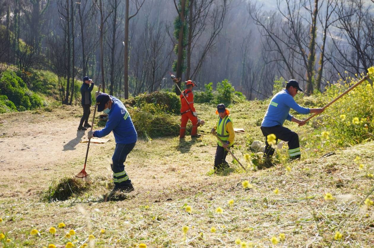 Municipio de Viña del Mar avanza en programa de desmalezamiento y mantención de 120 mil metros de cortafuegos en distintos sectores de la comuna