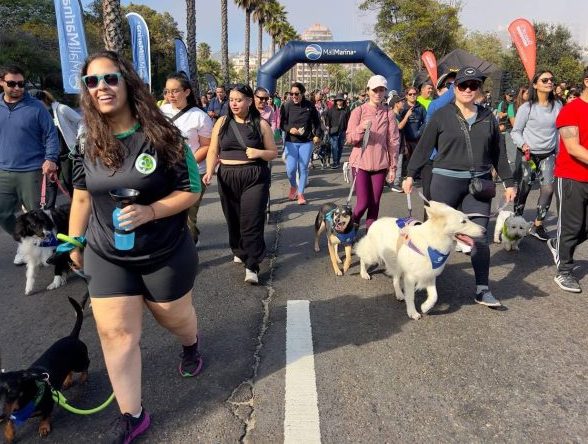 Multitudinaria asistencia a 1era. Caminata Familiar Canina en Viña del Mar por el 98º aniversario de Carabineros de Chile