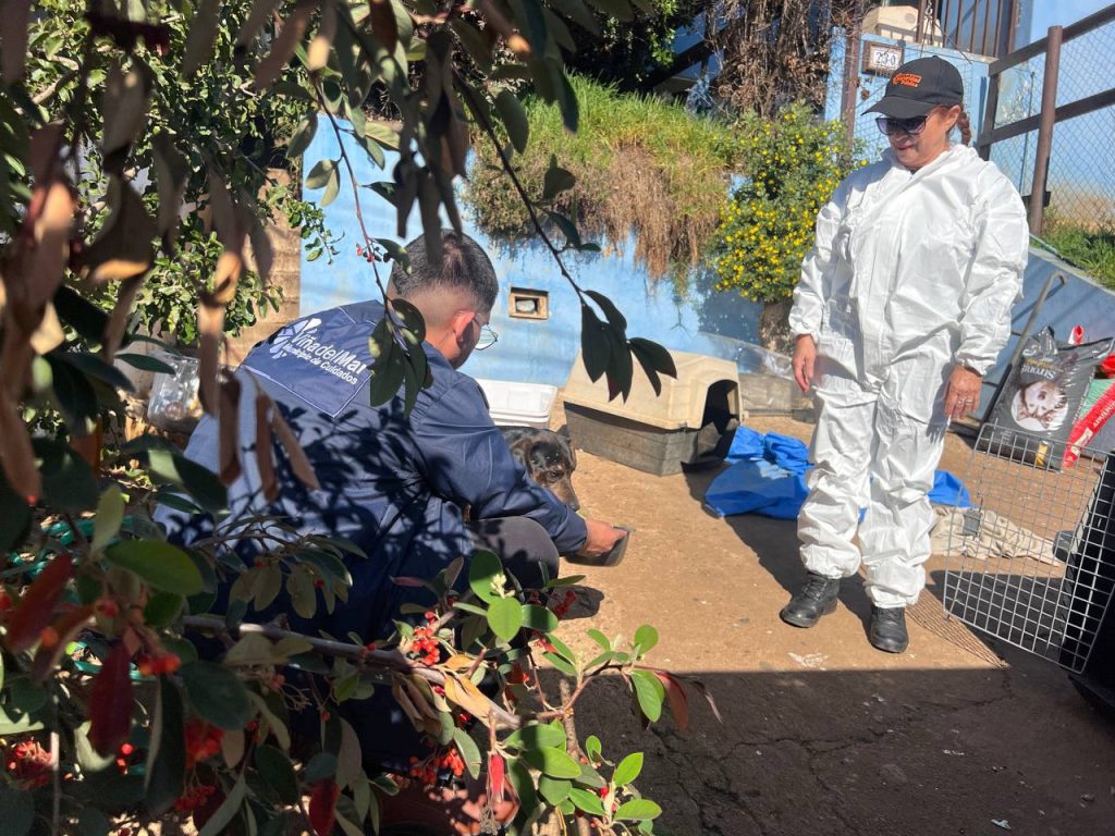 Imagen principal: Municipio concreta operativo para solucionar hacinamiento de mascotas en vivienda de Reñaca y dar seguridad a vecinos