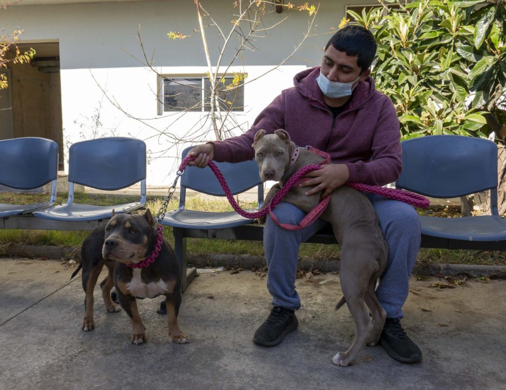 Imagen principal: Municipio de Viña del Mar avanza en operativos de esterilización masiva de mascotas para contribuir con la tenencia responsable   