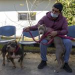 Municipio de Viña del Mar avanza en operativos de esterilización masiva de mascotas para contribuir con la tenencia responsable