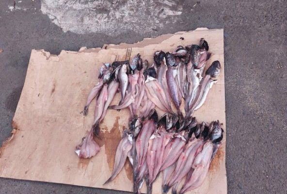 Imagen de la noticia Operativo de fiscalización municipal permite retirar pescados en dudoso estado y productos falsificados del comercio ilegal de Viña del Mar