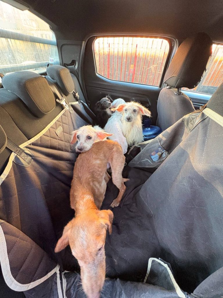 Imagen principal: En importante operativo Municipio de Viña del Mar rescata 35 mascotas y realiza despeje de basural en Gómez Carreño