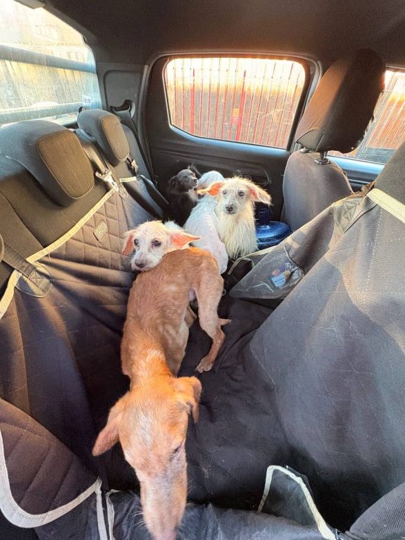 Imagen de noticia: En importante operativo Municipio de Viña del Mar rescata 35 mascotas y realiza despeje de basural en Gómez Carreño