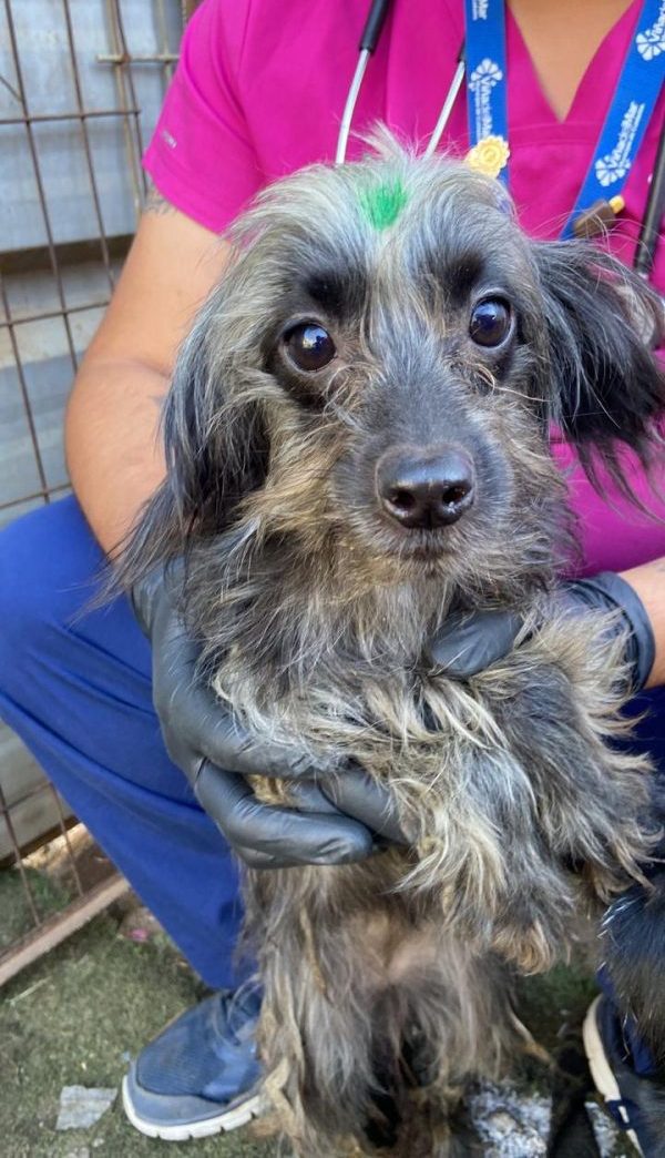 Imagen de la noticia En importante operativo Municipio de Viña del Mar rescata 35 mascotas y realiza despeje de basural en Gómez Carreño