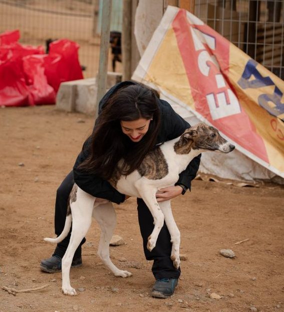 Imagen de la noticia Municipio de Viña del Mar refuerza medidas de protección en refugios de animales por frente climático