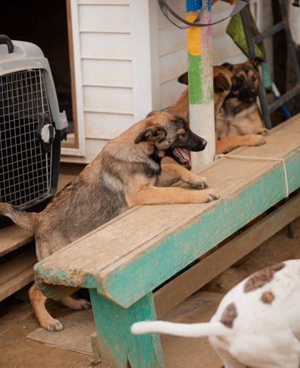 Imagen de noticia: Municipio de Viña del Mar refuerza medidas de protección en refugios de animales por frente climático