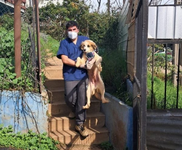 Imagen principal: Operativo municipal logra rescatar perros de casa en Reñaca