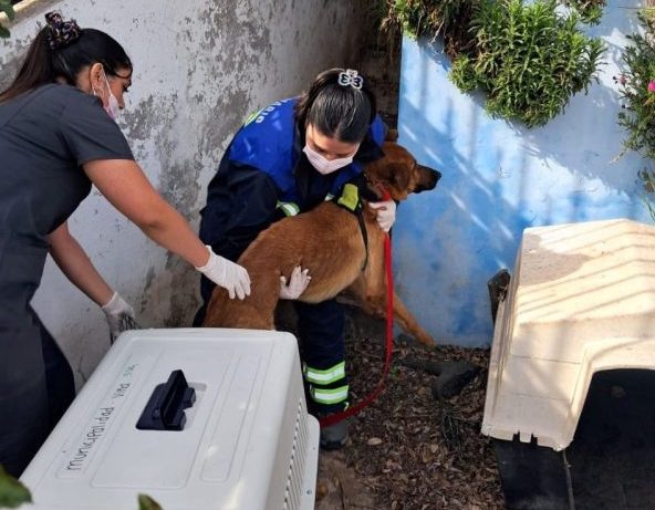 Imagen de la noticia Operativo municipal logra rescatar perros de casa en Reñaca