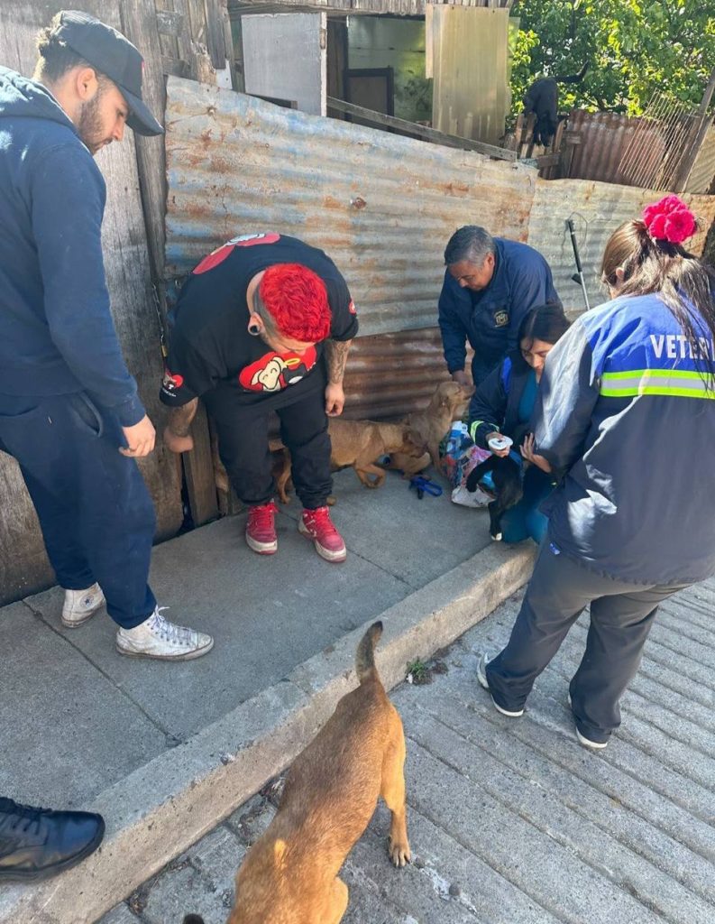 Imagen principal: MUNICIPIO DE VIÑA DEL MAR Y AGRUPACIONES ANIMALISTAS RESCATAN 11 PERROS EN NUEVA AURORA