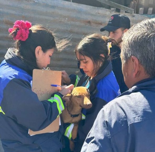 Imagen de la noticia MUNICIPIO DE VIÑA DEL MAR Y AGRUPACIONES ANIMALISTAS RESCATAN 11 PERROS EN NUEVA AURORA